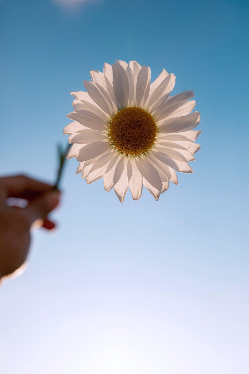 Surrender Yourself To the Self-Growth of Business Ownership 1 hand holding a white flower against blue sky